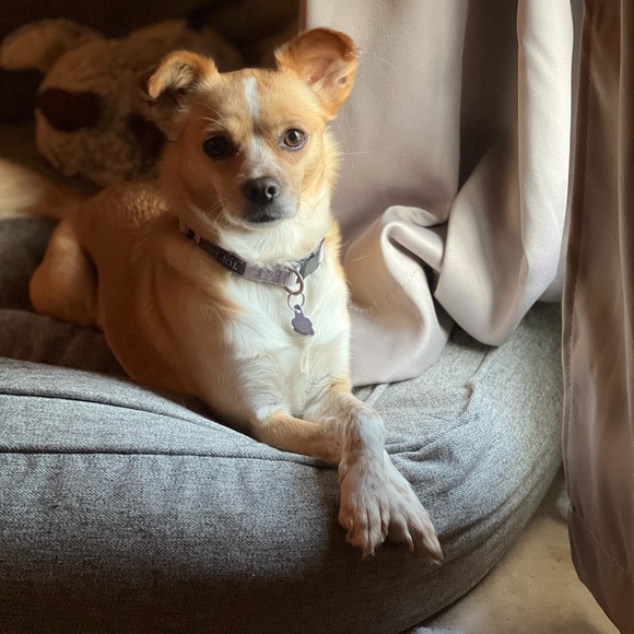 Meet your Posher, Brianna! - Picture 3 of 4